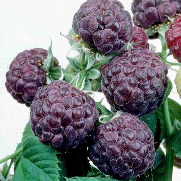 Exotic Raspberry Raspberry