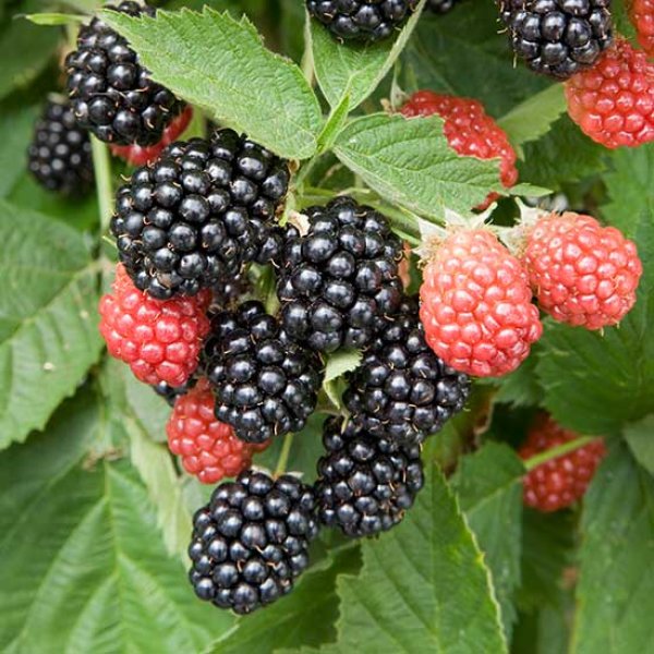 Blackberry 
