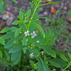 Kallurukki ( Scoparia dulcis ) Medicinal Plant