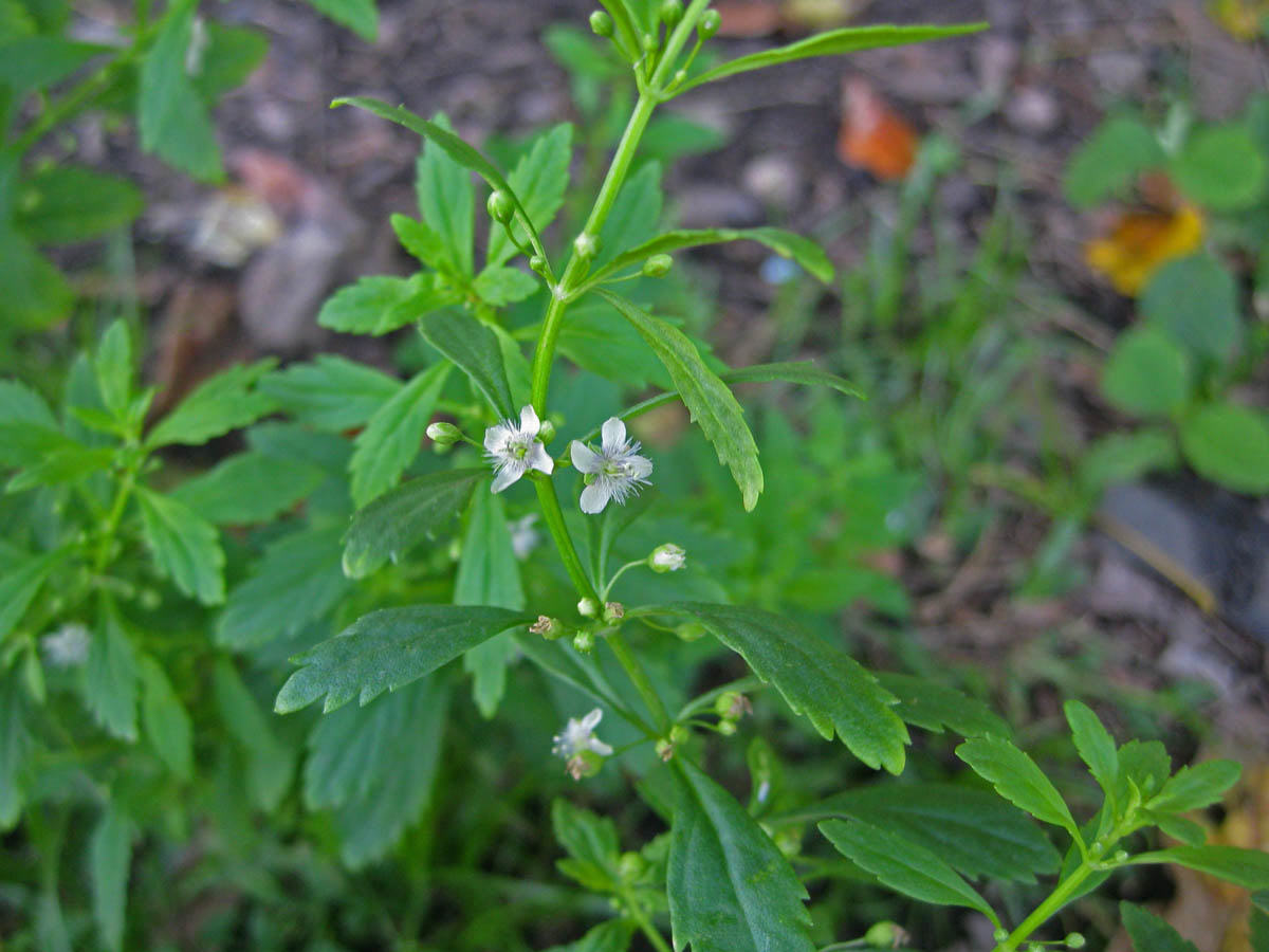 Kallurukki ( Scoparia dulcis ) Medicinal Plant