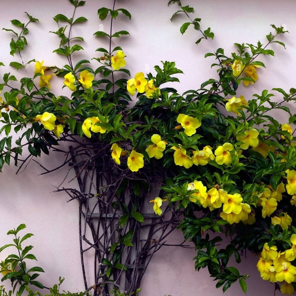 Allamanda Flower - Golden Creeper - Flower Plant