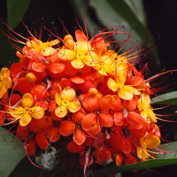 Ashokam ( Saraca asoca ) Medicinal Plant