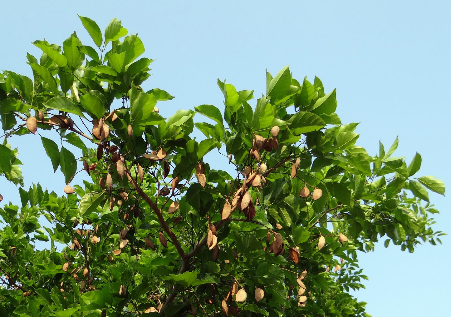 Ungu ( Pongamia Pinnata ) Medicinal Plant